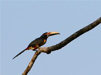 Collared Aracari